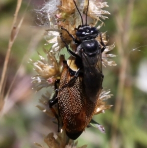 Ellipsidion australe at Acton, ACT - 3 Dec 2015