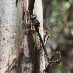 Austroaeschna multipunctata at Paddys River, ACT - 15 Jan 2017