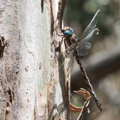 Austroaeschna multipunctata at Paddys River, ACT - 15 Jan 2017