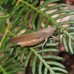 Goniaea australasiae (Gumleaf grasshopper) at Tidbinbilla Nature Reserve - 15 Jan 2017 by David