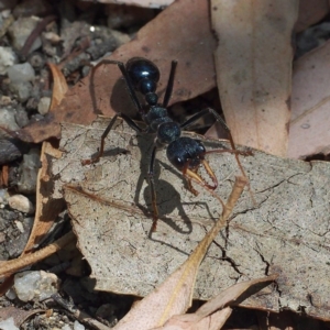 Myrmecia tarsata at Paddys River, ACT - 15 Jan 2017 01:09 PM