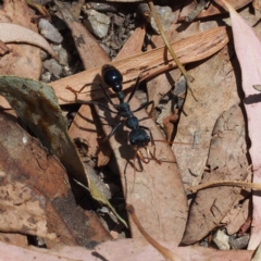 Myrmecia tarsata at Paddys River, ACT - 15 Jan 2017 01:09 PM