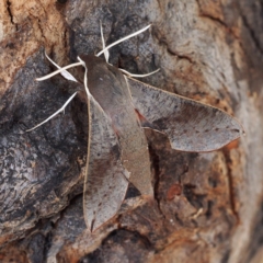 Hippotion scrofa (Coprosma Hawk Moth) at Paddys River, ACT - 15 Jan 2017 by David