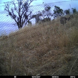 Macropus giganteus at Gungahlin, ACT - 18 Jan 2017 12:00 AM