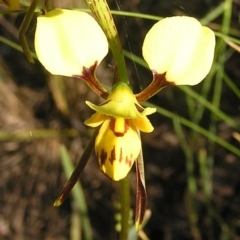 Diuris sulphurea (Tiger Orchid) at Kambah, ACT - 1 Nov 2009 by MatthewFrawley