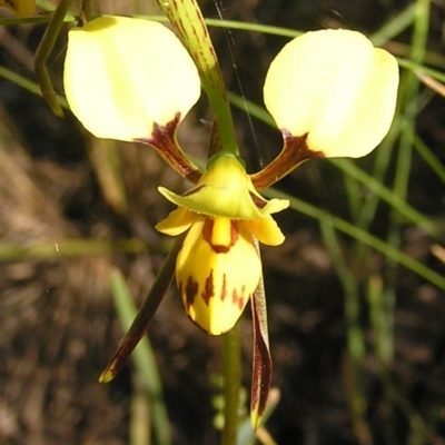 Diuris sulphurea (Tiger Orchid) at Kambah, ACT - 31 Oct 2009 by MatthewFrawley