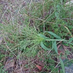 Panicum effusum (Hairy Panic Grass) at Molonglo Valley, ACT - 18 Jan 2017 by galah681