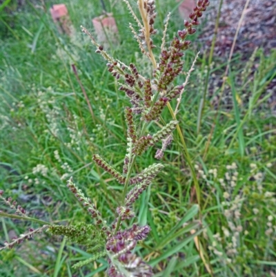 Echinochloa crus-galli (Barnyard Grass) at Molonglo Valley, ACT - 19 Jan 2017 by galah681