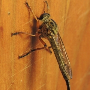 Cerdistus sp. (genus) at Conder, ACT - 8 Dec 2016 12:16 PM