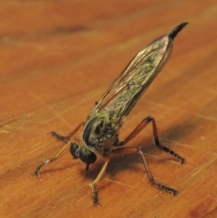 Cerdistus sp. (genus) at Conder, ACT - 8 Dec 2016