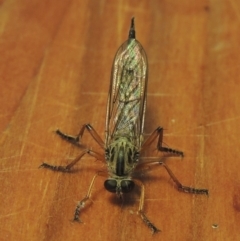 Cerdistus sp. (genus) at Conder, ACT - 8 Dec 2016