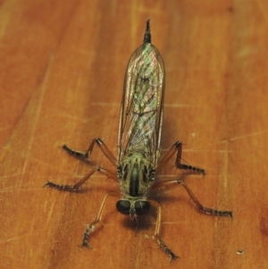 Cerdistus sp. (genus) at Conder, ACT - 8 Dec 2016