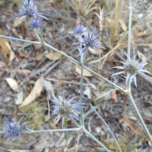 Eryngium ovinum at Jerrabomberra, ACT - 18 Jan 2017 07:18 AM