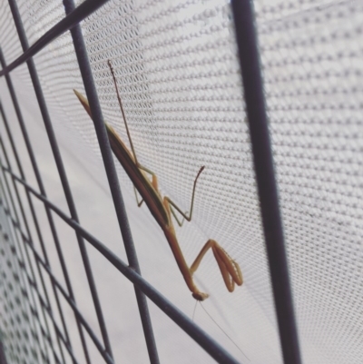 Tenodera australasiae (Purple-winged mantid) at Phillip, ACT - 19 Jan 2017 by emmams