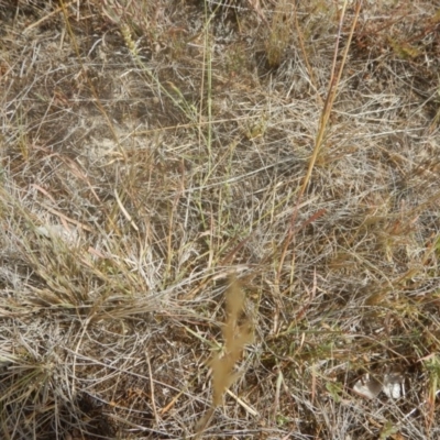 Cullen tenax (Tough Scurf-Pea) at Mawson Ponds - 19 Jan 2017 by MichaelMulvaney