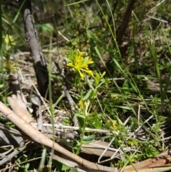 Pimelea curviflora (Curved Rice-flower) at Mount Clear, ACT - 29 Nov 2016 by lesleypeden