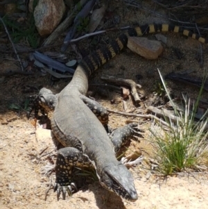 Varanus rosenbergi at Mount Clear, ACT - 29 Nov 2016