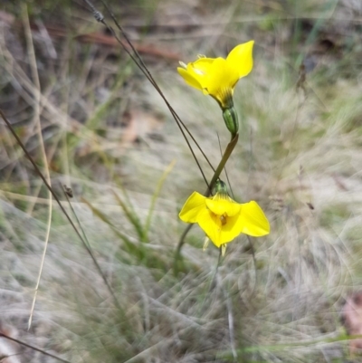 Diuris monticola (Highland Golden Moths) at Mount Clear, ACT - 29 Nov 2016 by lesleypeden