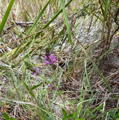 Cullen microcephalum (Dusky Scurf-pea) at Mount Clear, ACT - 28 Nov 2016 by lesleypeden