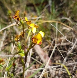 Diuris semilunulata at Mount Clear, ACT - 29 Nov 2016