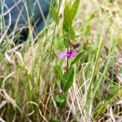 Polygala japonica (Dwarf Milkwort) at Booth, ACT - 28 Nov 2016 by lesleypeden