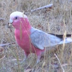 Eolophus roseicapilla (Galah) at Kambah, ACT - 20 Jan 2017 by MatthewFrawley