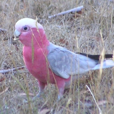 Eolophus roseicapilla (Galah) at Kambah, ACT - 20 Jan 2017 by MatthewFrawley