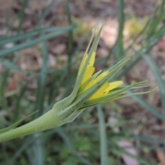 Tragopogon dubius (Goatsbeard) at Pine Island to Point Hut - 6 Dec 2016 by michaelb