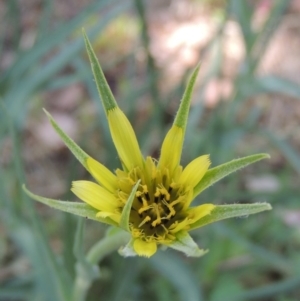 Tragopogon dubius at Paddys River, ACT - 7 Dec 2016 10:40 AM