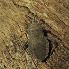 Amorbus sp. (genus) (Eucalyptus Tip bug) at Paddys River, ACT - 7 Dec 2016 by MichaelBedingfield