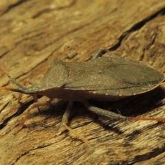 Amorbus sp. (genus) at Paddys River, ACT - 7 Dec 2016 10:09 PM