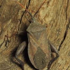 Amorbus sp. (genus) (Eucalyptus Tip bug) at Paddys River, ACT - 7 Dec 2016 by michaelb