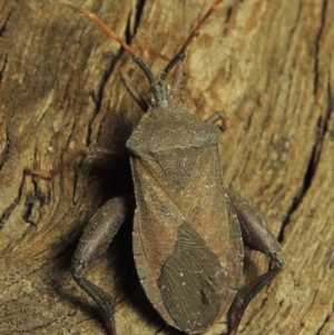 Amorbus sp. (genus) at Paddys River, ACT - 7 Dec 2016 10:09 PM