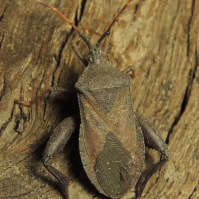 Amorbus sp. (genus) (Eucalyptus Tip bug) at Paddys River, ACT - 7 Dec 2016 by MichaelBedingfield