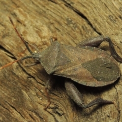 Amorbus sp. (genus) at Paddys River, ACT - 7 Dec 2016