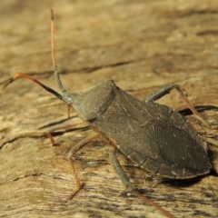 Amorbus sp. (genus) at Paddys River, ACT - 7 Dec 2016