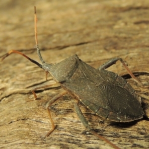 Amorbus sp. (genus) at Paddys River, ACT - 7 Dec 2016