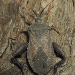 Amorbus sp. (genus) at Paddys River, ACT - 7 Dec 2016