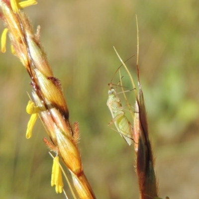 Miridae (family) (Unidentified plant bug) at Paddys River, ACT - 10 Dec 2016 by michaelb