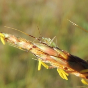 Miridae (family) at Paddys River, ACT - 10 Dec 2016