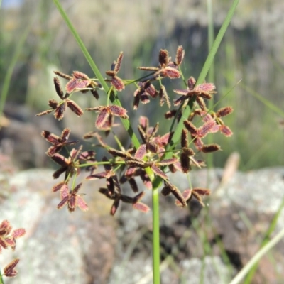 Cyperus concinnus (Trim Flat-sedge) at Paddys River, ACT - 10 Dec 2016 by michaelb