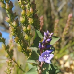 Veronica perfoliata (Digger's Speedwell) at Pine Island to Point Hut - 10 Dec 2016 by MichaelBedingfield