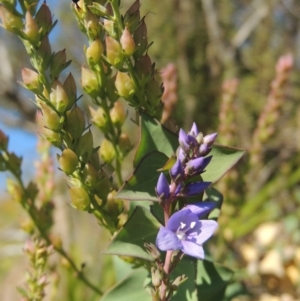 Veronica perfoliata at Pine Island to Point Hut - 10 Dec 2016