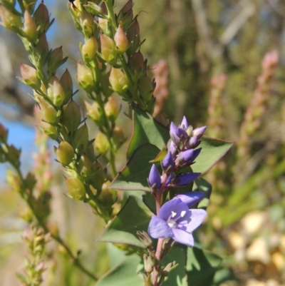 Veronica perfoliata (Digger's Speedwell) at Pine Island to Point Hut - 10 Dec 2016 by MichaelBedingfield