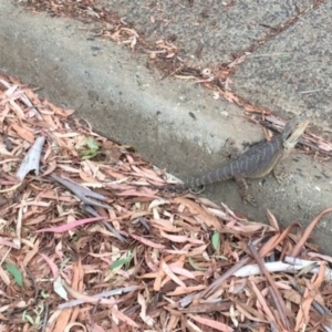 Pogona barbata at Aranda, ACT - suppressed