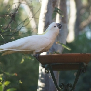 Cacatua galerita at Cook, ACT - 12 Jan 2017