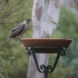 Anthochaera carunculata at Cook, ACT - 13 Jan 2017