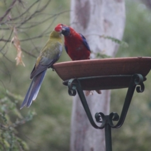 Platycercus elegans at Cook, ACT - 9 Jan 2017