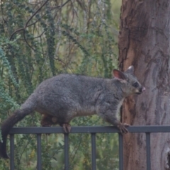 Trichosurus vulpecula (Common Brushtail Possum) at Cook, ACT - 17 Jan 2017 by Tammy