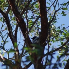 Coracina novaehollandiae (Black-faced Cuckooshrike) at Aranda, ACT - 14 Jan 2017 by Tammy